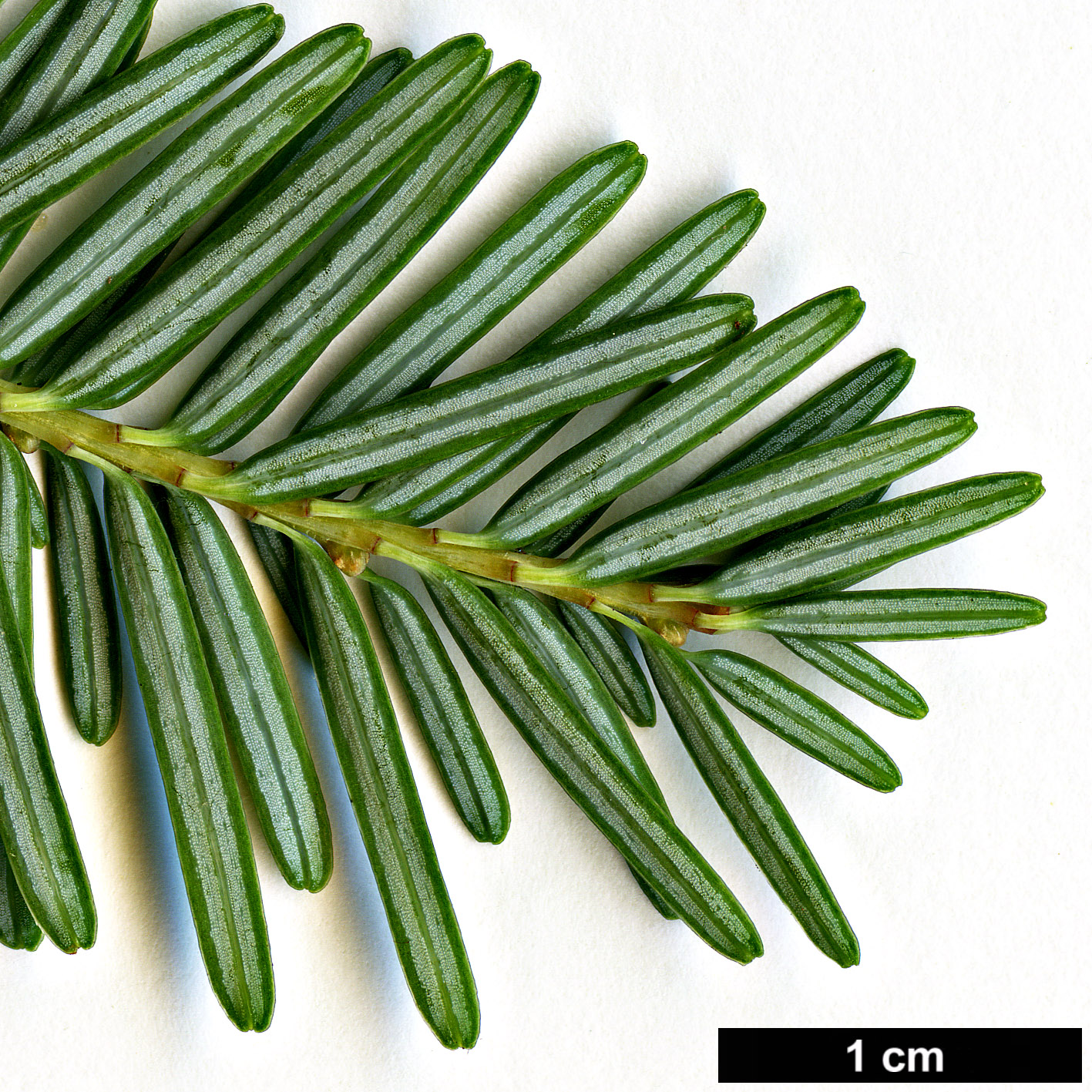 High resolution image: Family: Pinaceae - Genus: Tsuga - Taxon: chinensis - SpeciesSub: var. chinensis